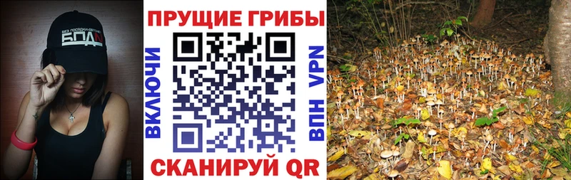 Галлюциногенные грибы Psilocybine cubensis  Сенгилей 